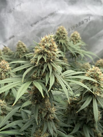 Another hard start! — flower, day 95