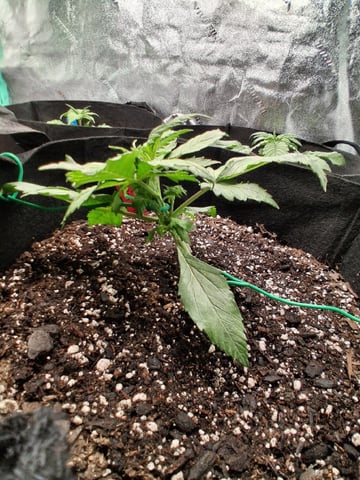 Lemon Cherry Cookies, Purple Haze and Strawberry Gorilla Grows — vegetative, day 127