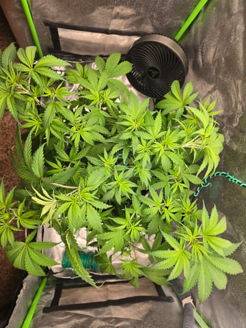 First grow — vegetative, day 43