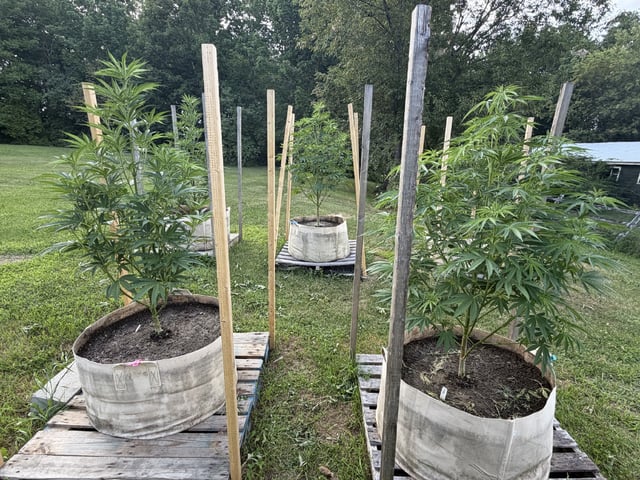 2026 Grow — vegetative, day 47