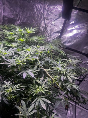 strawberry cough — flower, day 7