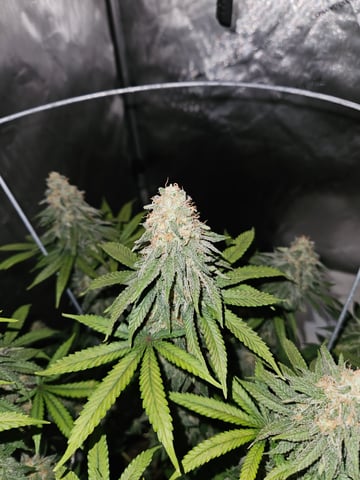 BLACKCHERRY SHERB — flower, day 72