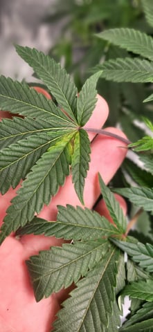 1st grow indoors(cardboard box to 2x2x4 to 5x5x6) — vegetative, day 61