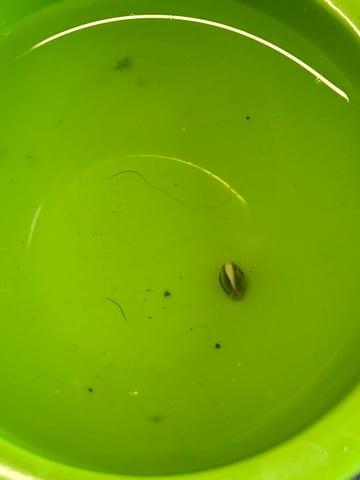 White Widow Twins — grow_setup, day 4