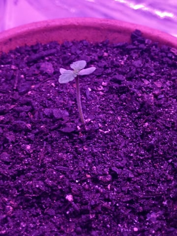 OG Kush Photoperiod  — germination, day 7