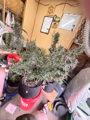 4’x8’ Grow1 — flower, day 165