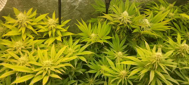 $chooners Grow — flower, day 19