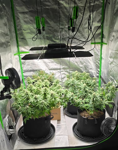 First grow - LCG(seed), GG#4(seed [possibly gorilla cookies]), Jack Hearer(clone) — flower, day 105