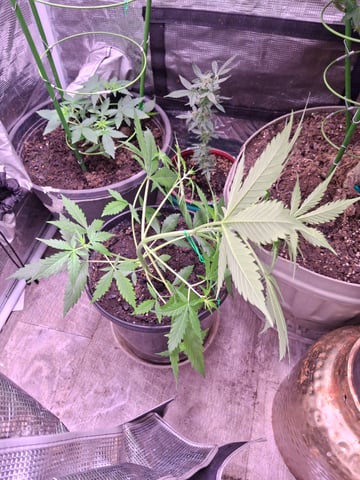 Queen B  — vegetative, day 40