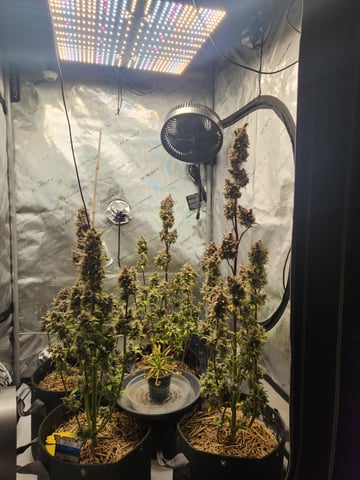 Mephisto Apple Crush and Pop tart OG in Nature's Living Soil.  — flower, day 88