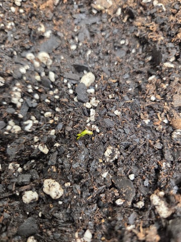 Genius Juice x Cinderella 99 Feminized — grow_setup, day 1