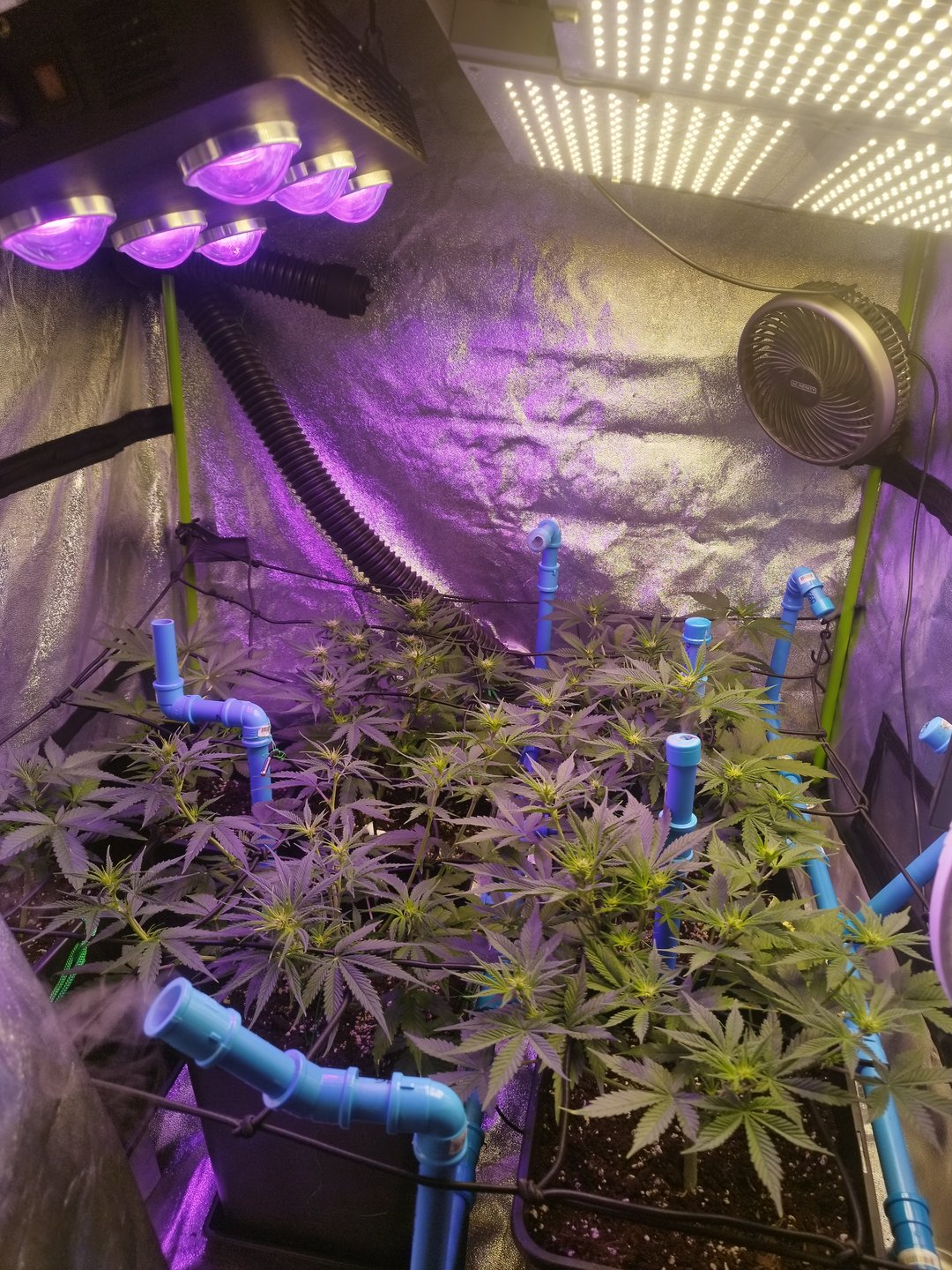 terminando primera semana de floración (5/9)