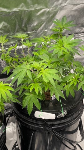 1st Ever Grow (Fat Bastard)(RDWC)  — vegetative, day 81