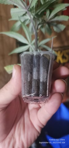 EZ Cloning #101 — germination, day 7