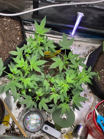 trainwreck auto — flower, day 38