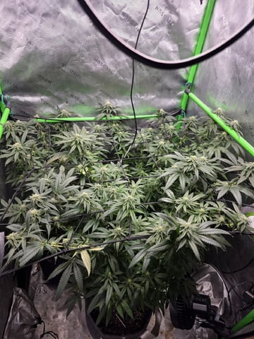 Photo's — flower, day 28