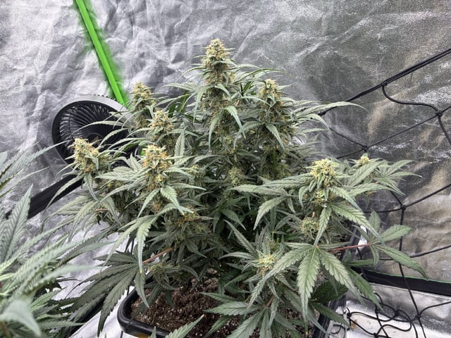 Jelly Donutz Auto And Pineapple OG Auto — flower, day 63
