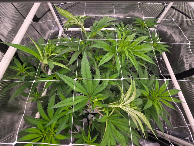 Grow 3 — flower, day 11