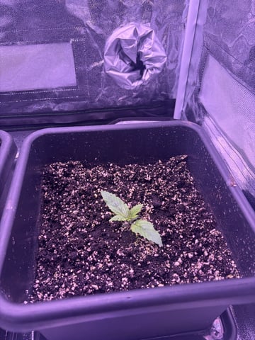 Cookies Haze — vegetative, day 15