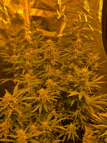 2nd Autoflower Indoor Grow — flower, day 60