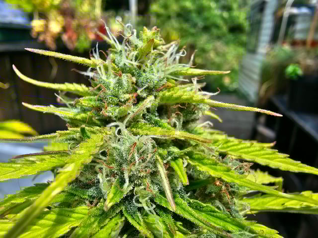 Cheshablue  — done, day 52