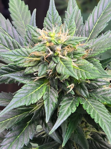 Purple Haze  — flower, day 79