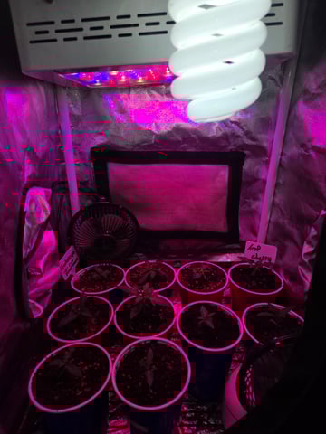 fruitstripe-x-breathworks VS Tropical cherry vs kush cake. vs og haze — vegetative, day 18