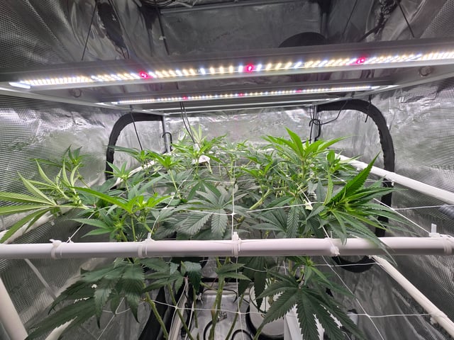 Grow 3 — flower, day 18