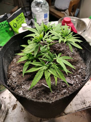 Hindu Kush — vegetative, day 48