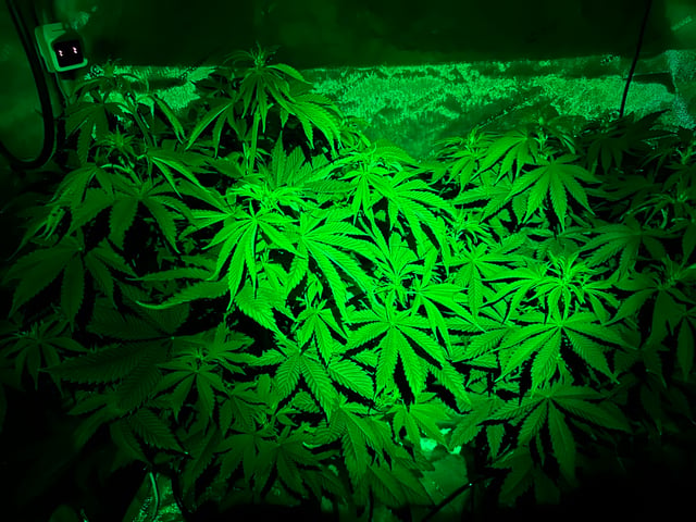 White Russian — flower, day 53