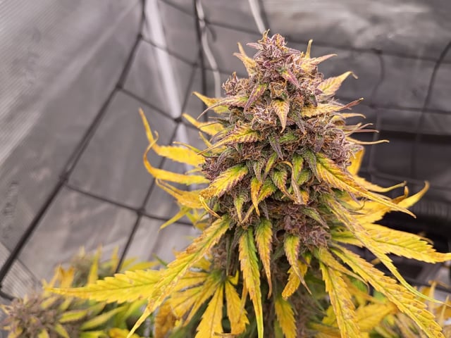 FastBuds-Auto Mix Pack-Quad Mystery — flower, day 69
