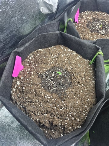 2nd Autoflower Indoor Grow — seedling_rooting, day 6