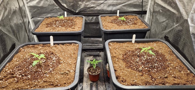 New Strains — vegetative, day 20