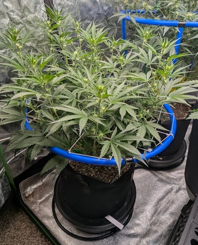 Mixed Grow — grow_setup, day 49