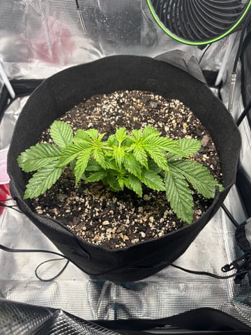 Blackberry Kush — vegetative, day 12