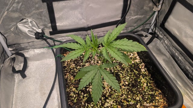 Lemon Cherry Gelato Auto — vegetative, day 23