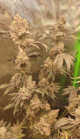 Mainely Genetics Micro Pheno Hunt — flower, day 103