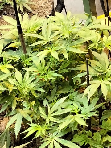 autos — germination, day 63