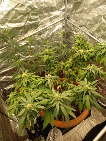 ( Guava Dawg × Sour Tangie ) F2