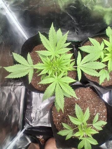 First Indoor Grow  — vegetative, day 23