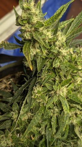 Sativa Summer Autos — flower, day 59