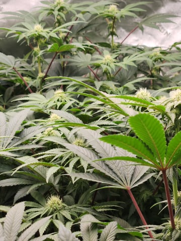 Mandarin Cookies V2 & Grape Diamonds — flower, day 47