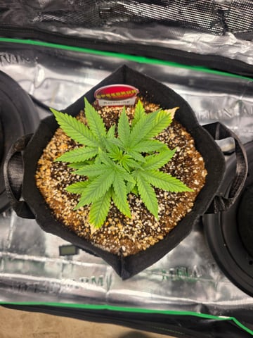 Sapphyre & Rockslide — vegetative, day 35
