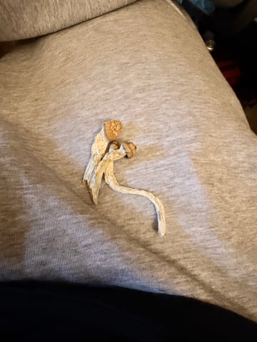 4’x8’ Grow1 — flower, day 71