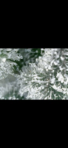 Growing — flower, day 120