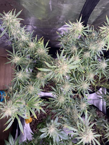 Auto Run #1 2025-2026 — flower, day 84