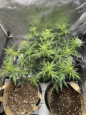 3x3 Grow — flower, day 12