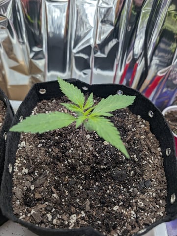 Zkittlez (Auto) — vegetative, day 16