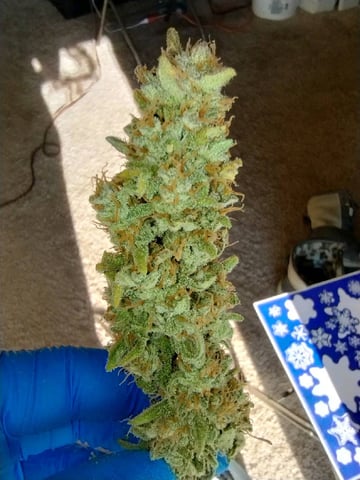 First grow — done, day 109