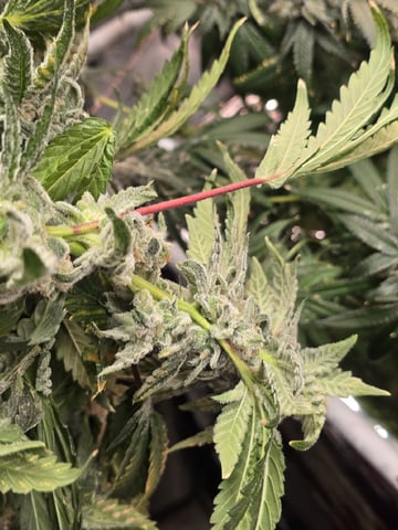 Oceanz 16 — harvest, day 168